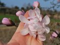 vignette Magnolia kobus var. stellata 'Rosea King'