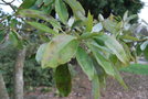 vignette Magnolia virginiana var. australis