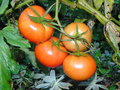 vignette Solanum lycopersicum (tomates)
