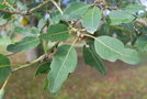 vignette Quercus x kewensis