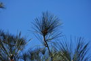 vignette Pinus coulteri   / Pinaces   / Californie