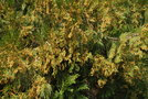 vignette Calocedrus decurrens / Cupressaceae / Californie