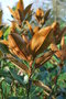 vignette Magnolia grandiflora 'Little Gem'