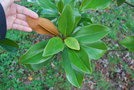 vignette Magnolia grandiflora 'Namnetensis Flore Pleno'