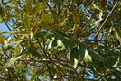 vignette Magnolia grandiflora 'Angustifolia'