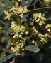 vignette Phillyrea angustifolia / Olaceae / sud Europe