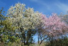 vignette Pyrus cv. & Prunus cv.