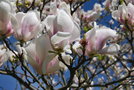 vignette Magnolia x soulangeana 'Brozzonii'
