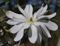 vignette Magnolia kobus var. stellata 'Royal Star'