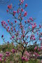vignette Magnolia 'Ann' (M. liliiflora X M. stellata)