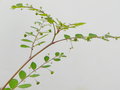 vignette Phyllanthus tenellus
