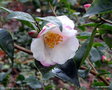 vignette ' YOIMACHI ' camellia hybride