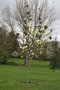 vignette Magnolia 'Petit Chicon'   (M. acuminata X M. denudata)