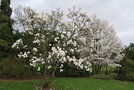 vignette Magnolia denudata 'Purple Eye' & Magnolia x kewensis 'Wada's Memory'