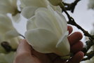 vignette Magnolia denudata