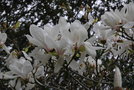 vignette Magnolia x soulangeana 'Speciosa'