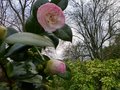 vignette Camellia japonica Margareth Davies Picottee au 21 12 12
