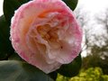 vignette Camellia japonica Margareth Davies picottee gros plan de sa première fleur au 21 12 12