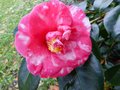 vignette Camellia japonica Lady Clare gros plan au 18 12 12