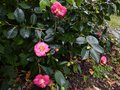 vignette Camellia japonica Lady Clare au 18 12 12