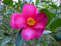 vignette Camellia Hiemalis Kanjiro gros plan au 16 12 12