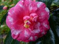 vignette Camellia japonica Lady Clare gros plan au 19 12 12