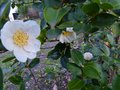 vignette Camellia sasanqua Narumigata toujours bien fleuri au 09 12 12