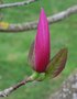 vignette Magnolia 'Spectrum'   (M. liliiflora 'Nigra' X M. sprengeri 'Diva')