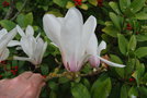 vignette Magnolia cylindrica 'Hohman'