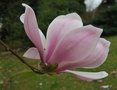 vignette Magnolia denudata 'Caerhays'
