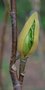 vignette Magnolia x brooklynensis 'Hattie Carthan'