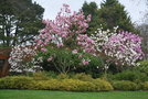 vignette Magnolia. Nantes, Parc Floral de La Beaujoire en mars 2011