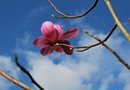 vignette Magnolia campbellii var. mollicomata 'Sidbury'