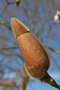 vignette Magnolia campbellii var. campbellii f. alba 'Chyverton'