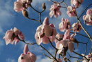 vignette Magnolia campbellii var. campbellii f. alba 'Chyverton'