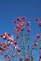 vignette Magnolia campbellii var. campbellii 'Hendricks Park'