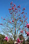 vignette Magnolia 'Big Dude'   (M. x soulangeana X M. sprengeri)