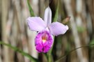 vignette Arundina graminifolia