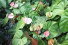 vignette Anthuriums