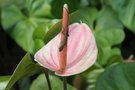 vignette Anthurium