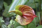 vignette Anthurium