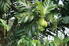 vignette Madagascar Artocarpus altilis
