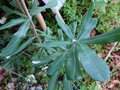 vignette Banksia integrifolia au 23 12 12