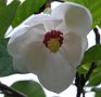 vignette Magnolia sieboldii 'Michiko Renge'