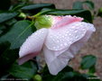 vignette ' FANCH LE MOAL ' camellia hybride