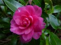 vignette Camellia hiemalis chansonnette gros plan au 22 12 12