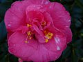 vignette Camellia japonica Lady Clare gros plan au 23 12 12
