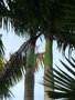 vignette palmier roystonia regia (dtail)