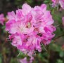 vignette Rhododendron 'Anna Baldsiefen'