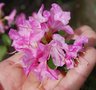 vignette Rhododendron 'Anna Baldsiefen'